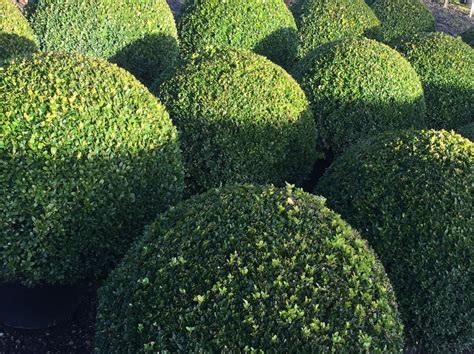 Topiary Balls And Topiary Domes — Crown Topiary Topiary Trees Uk London