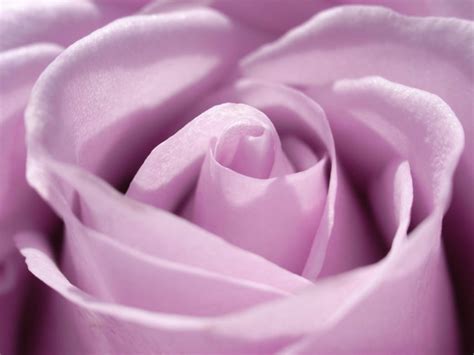 Light Purple Rose Wallpaper High Definition High Quality Widescreen