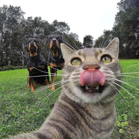 Kittysensations Kittysensations • Instagram Cat Taking Selfie With
