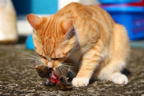 Kostenlose Foto Maus Kätzchen Raubtier Essen Gähnen Nahansicht