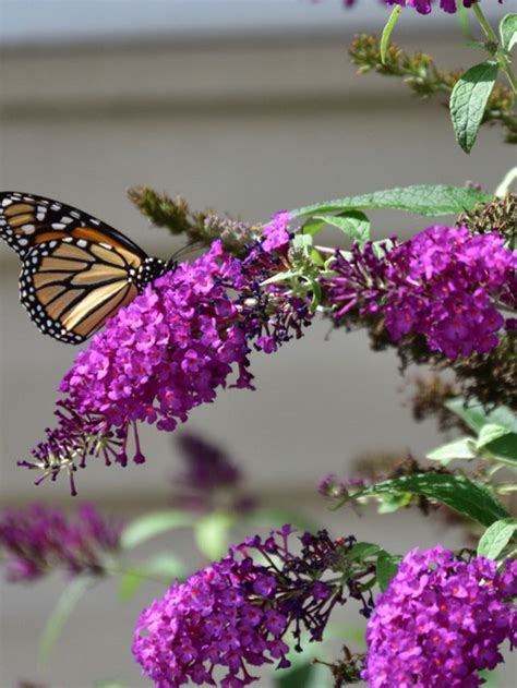 How To Grow Butterfly Bush My Home Garden