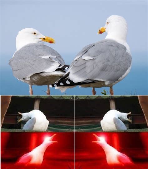 Create Meme Birds The Screaming Seagull Seagulls Pictures Meme Arsenal Com