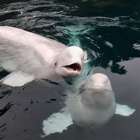 Sea Life Trust Beluga Whale Sanctuary Visit South Iceland
