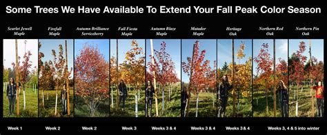 It is also known as rock maple or sugar maple and is most common in the eastern united states. Oak - Birch - Maple - Serviceberry | Shade Tree Nursery ...