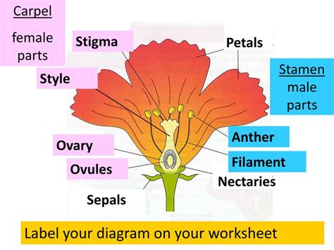 Ppt Flowering Plant Sex Powerpoint Presentation Free Download Id2347658