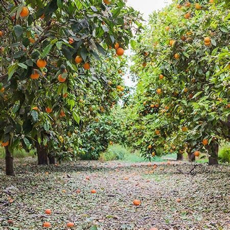 These antioxidants give your heart a boost, and protect your cells from free radicals. Cara Cara Orange Trees for Sale - FastGrowingTrees.com