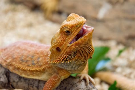 Premium Photo Bearded Dragon Pogona Vitticeps Is Australian Lizard