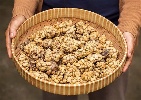 Civet Coffee All About Kopi Luwak Coffee And The Cat That Poops It