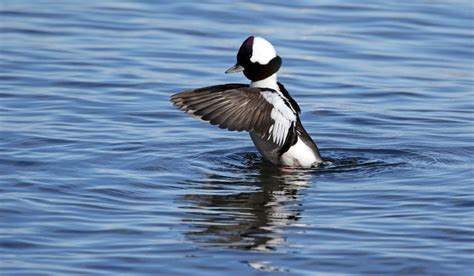 8 Beautiful Black And White Duck Breeds Farmhouse Guide