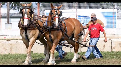 Draft Horse Pulling Contest At County Fair Near Beaver Dam Wisconsin