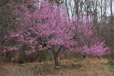 Earth And Space News Cercis Canadensis Pleasing Year Round Palette Of