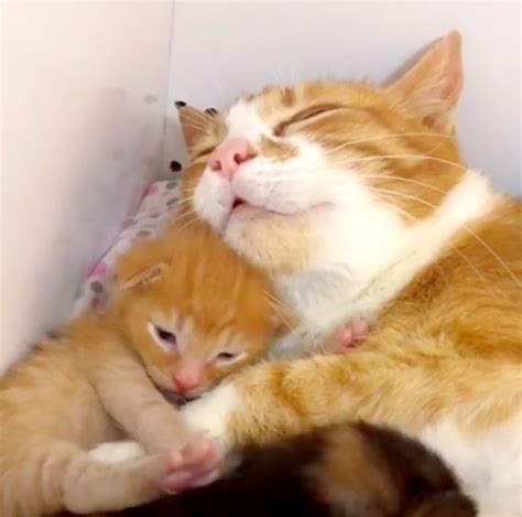Rescued Cat Moms Comfort Each Other With Hugs And Raise Their Kittens Together Love Meow