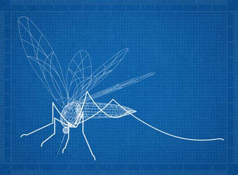 160 Gnat Bugs Drawings Stock Photos Pictures And Royalty Free Images