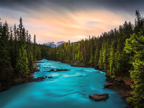 Beautiful Mountain Stream Waterfall Rocks And Green Pine Forest Yoho