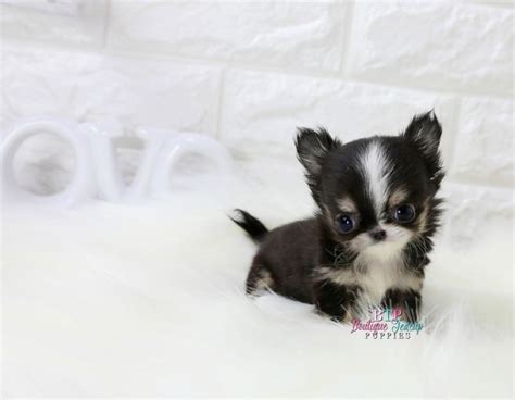 The mother is a short haired chihuahua and the dad is long haired. Chihuahua Puppies For Sale : Teacup Chihuahua , Tiny ...
