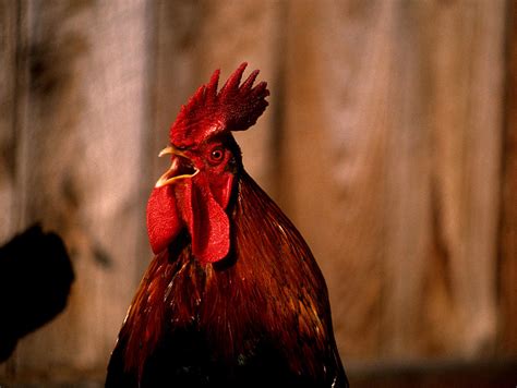 Rooster Photograph By Jerry Shulman Fine Art America