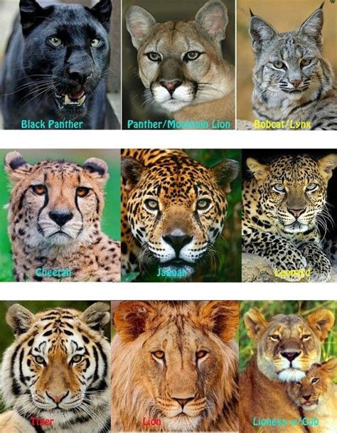 Difference Between Jaguar Panther Leopard Cheetah