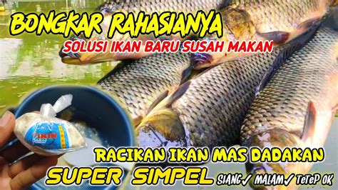 Umpan Ikan Mas Dadakan Super Simpelsolusi Ikan Mas Baru Susah Makan