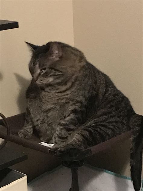 My Little Jabba The Chonk Rchonkers