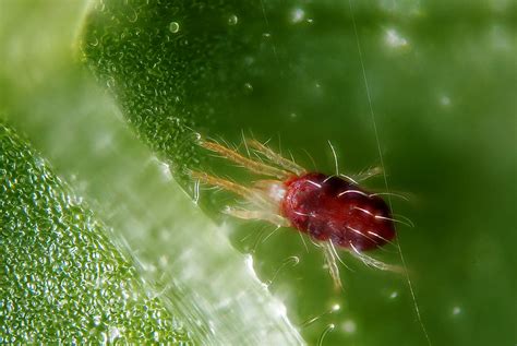 Cannabis Spider Mites How To Identify Prevent And Get Rid
