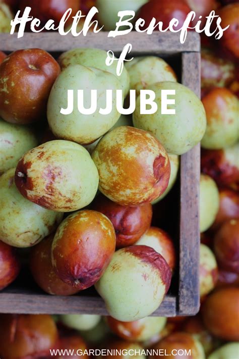 Health Benefits Of Jujube Jujube Fruit Jujube Tree Jujubes