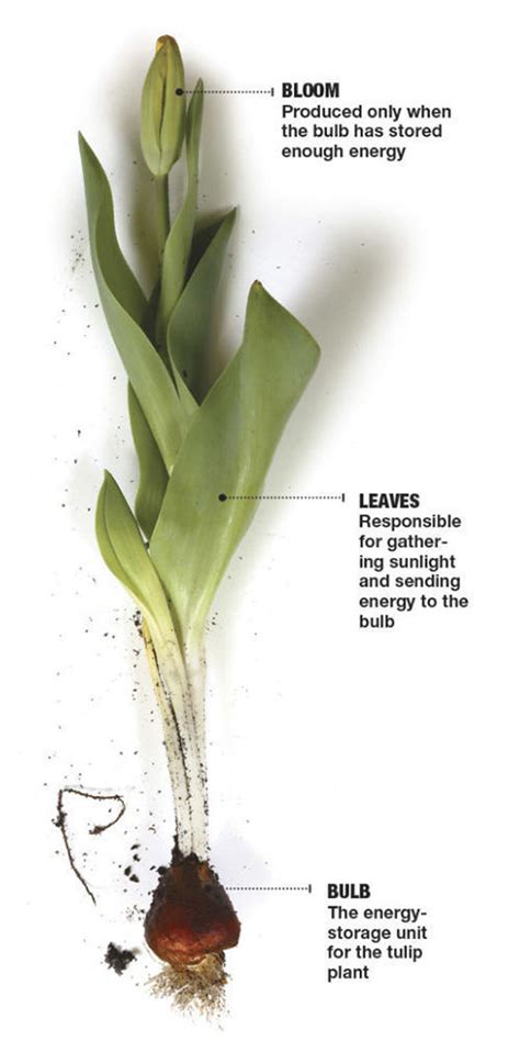 Beautiful Tulip Varities You Should Grow Finegardening