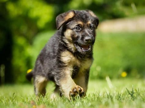 1 Month Old German Shepherd Everything You Need To Know