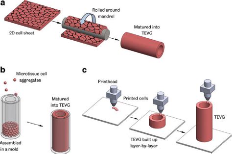 Figure 2 From The Tissue Engineered Vascular Graft—past Present And