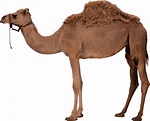 Camel HD PNG Transparent Camel HD.PNG Images. | PlusPNG