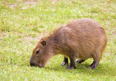 Rodents are small and are mamals. Can you keep a Capybara as a pet? | Pets4Homes