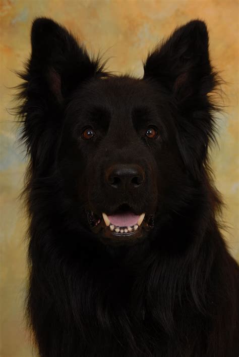 29 Top Photos Long Haired German Shepherd Black Black German Shepherd