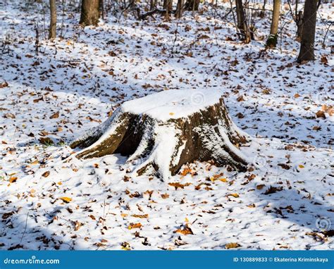 Old Tree Stump Covered With Snow In Urban Park Stock Image Image Of