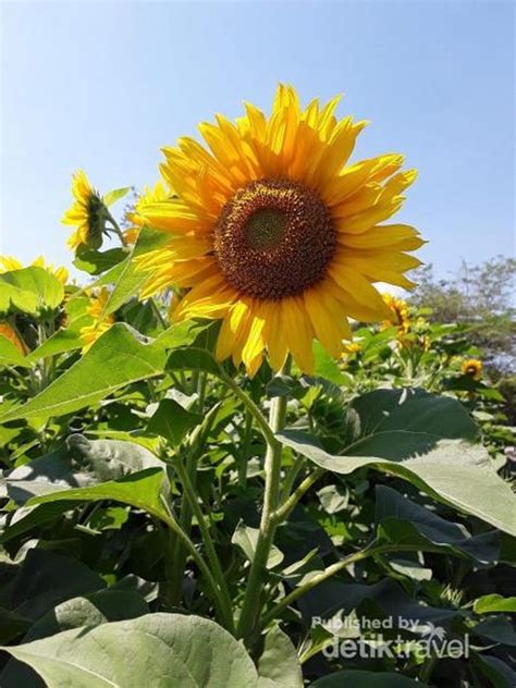 Bunga ini berwarna kuning terang dan selalu menghadap matahari, sehingga kemudian dinamai bunga matahari atau sunflower. Cerah & Indah Taman Bunga Matahari di Kupang