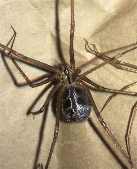 Pholcidae Cellar Spiders In Mess Arizona United States