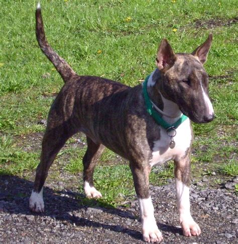 Bull Terrier Dog Characteristics Origin Temperament