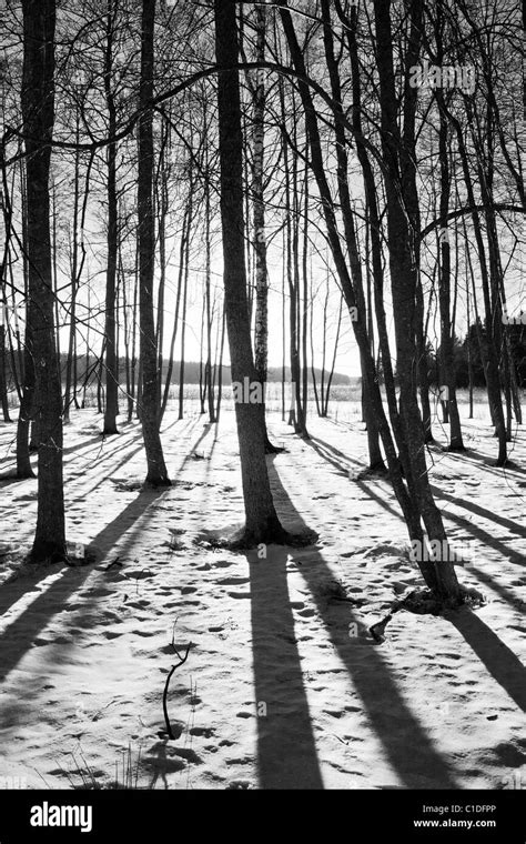 Tree Shadow Long Shadows Black And White Stock Photos And Images Alamy