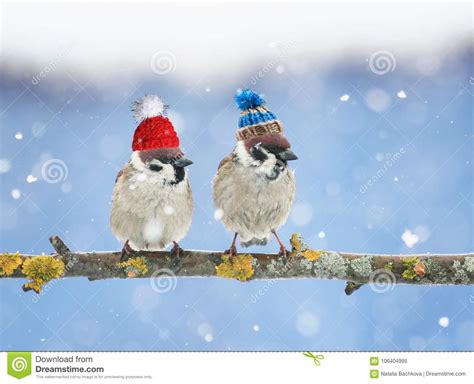 Cute Little Birds In Funny Knit Hats In The Winter Sitting