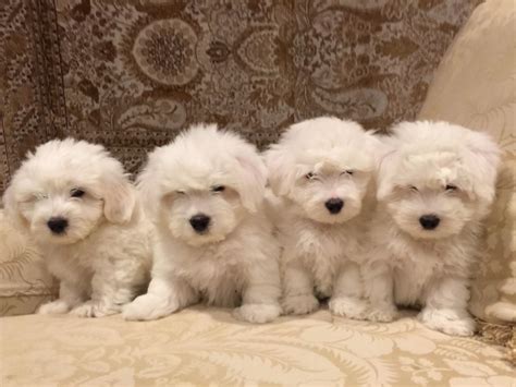 She Bichons And Cotons Puppies For Sale