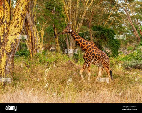 Male Rothschilds Giraffe Giraffa Camelopardalis Rothschildi In Green