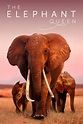 The Elephant Queen - Production & Contact Info | IMDbPro