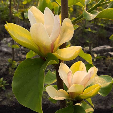 Magnolia Denudata Sunrise Standard Gardening Direct