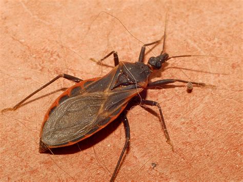 Chagas Kissing Bug Responsible For Deadly Infection Spreads Across