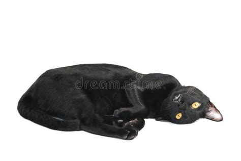 Black Cat Looking To Camera With Empty Space Stock Photo Image Of