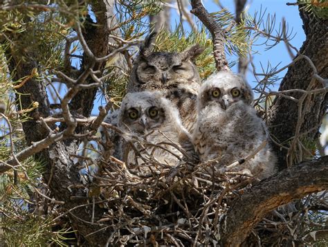 Great Horned Owl With Two Owlets Wildlife Photographs By Rowland K Willis
