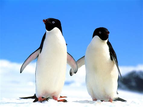 Cute Penguins Cute Mighty Pictures