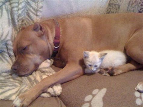 This Pit Bull Falls In Love With Every Cat She Meets The Dodo