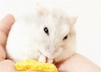 小MM們最愛的萌寵：奶茶倉鼠 - 每日頭條
