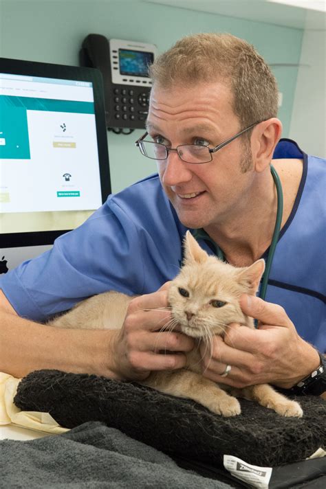 Our Consultation Process The London Cat Clinic