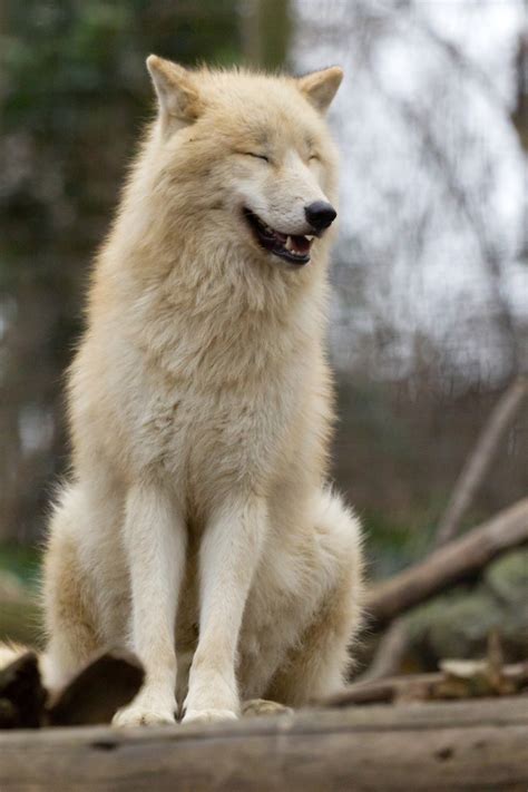 White Wolf 17 Pictures Of Happiest Wolves Who Show The Best Smiles