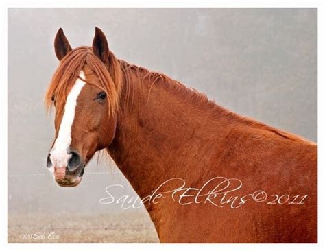 Items Similar To Aflame Fiery Red Horse Photo On Etsy